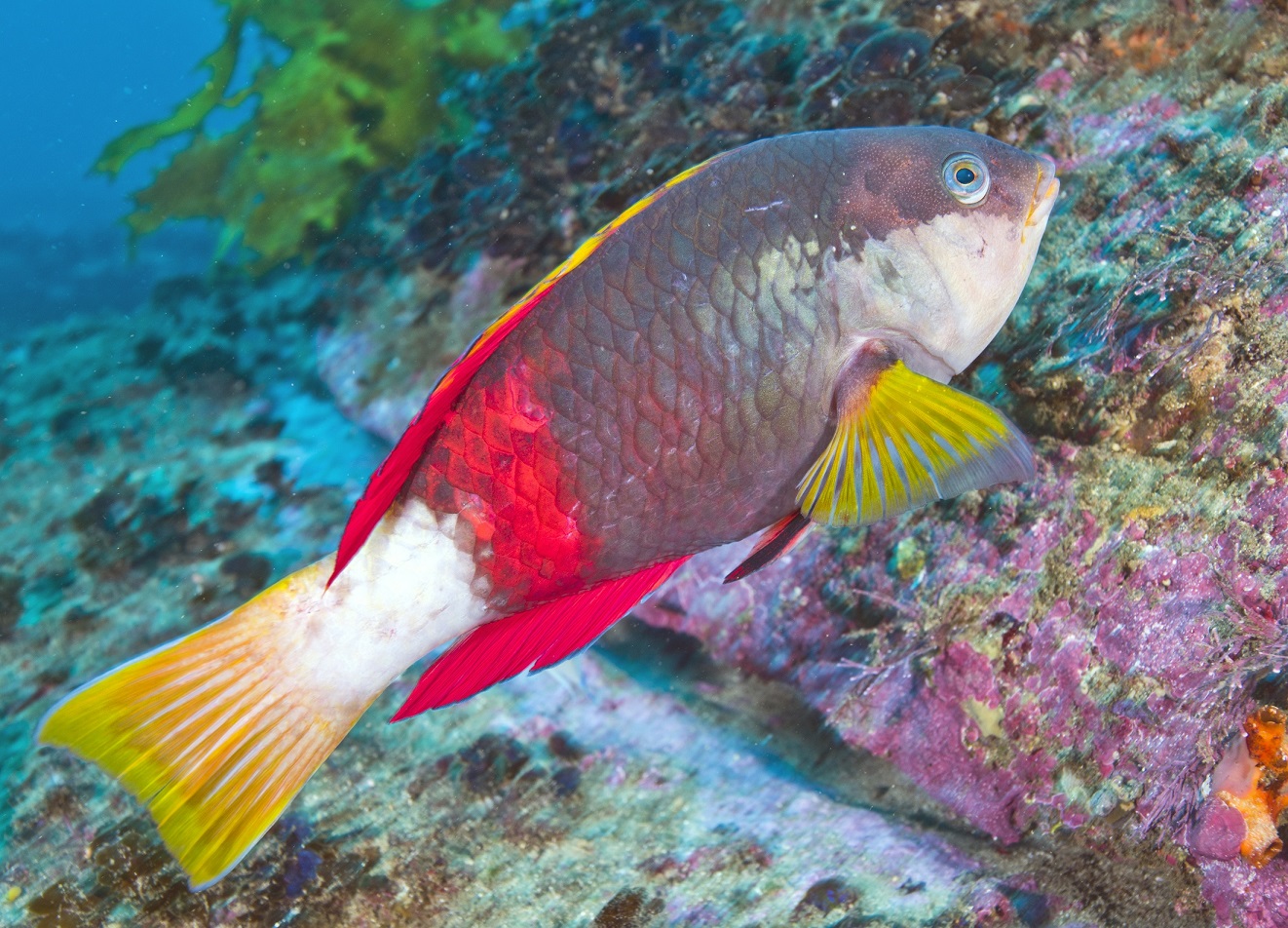 wrasse